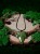 Wygląda jak znaleziony w zaczarowanym lesie: prawdziwy liść bluszczu, zamknięty w kropli żywicy, która zatrzymała jego delikatne żyłkowanie na zawsze. Każdy wisiorek jest jedyny w swoim rodzaju – tak jak każdy liść, który natura stworzyła tylko raz.